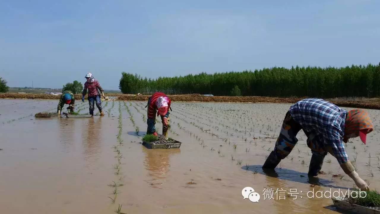 小麦杯子是什么材料做的(小麦秸秆做的杯子，你还真信啊？)