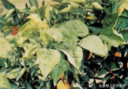 柑橘“黄化”可能不是病，只是跟你讨“债”来了！