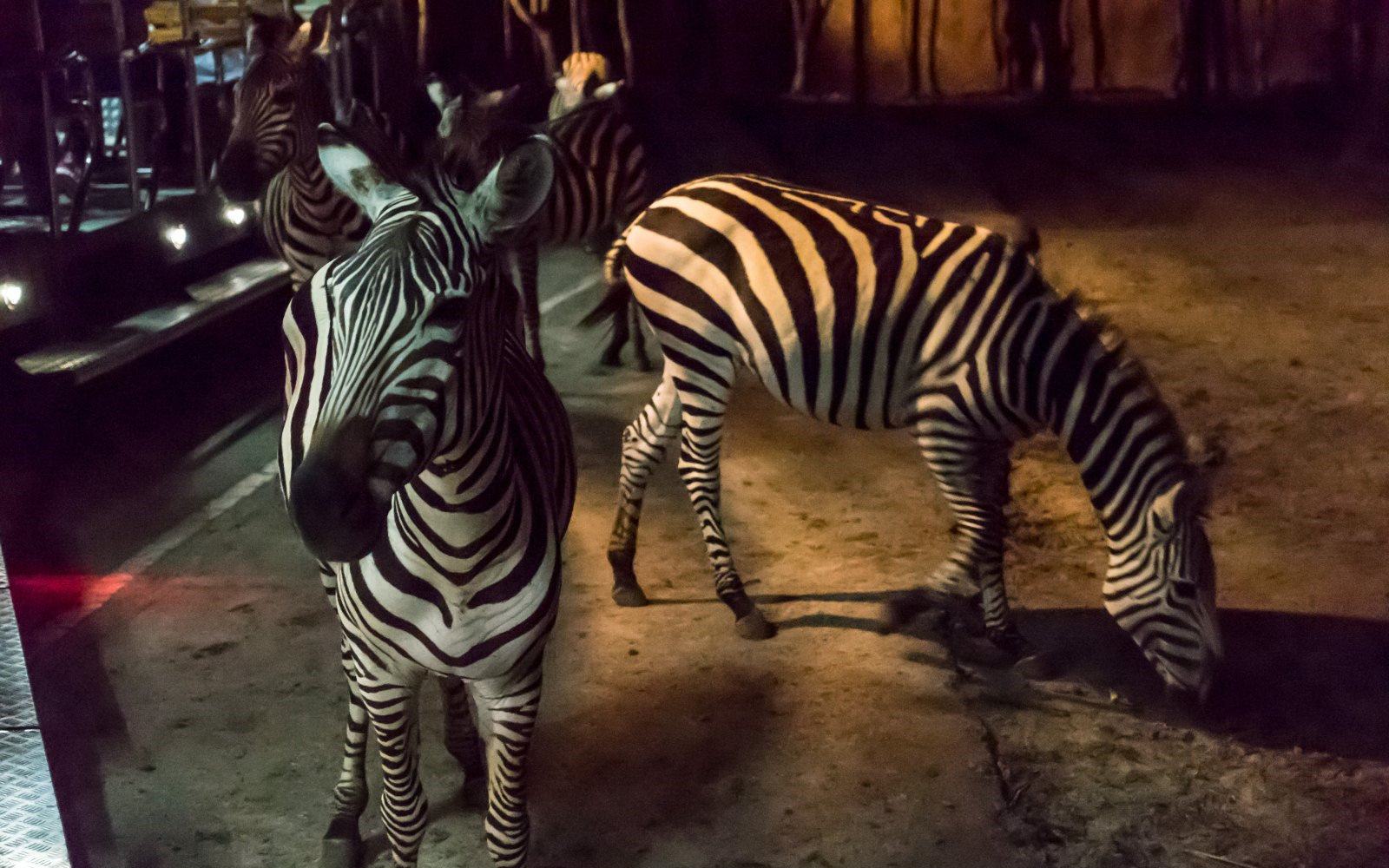 動物園利用肉食動物喜好夜晚活動的特性,開闢了夜間遊覽項目,坐上觀光