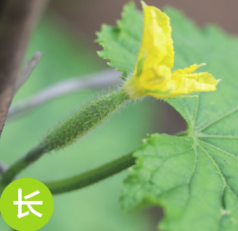 早春三月，如何种出“顶花带刺”的鲜黄瓜？