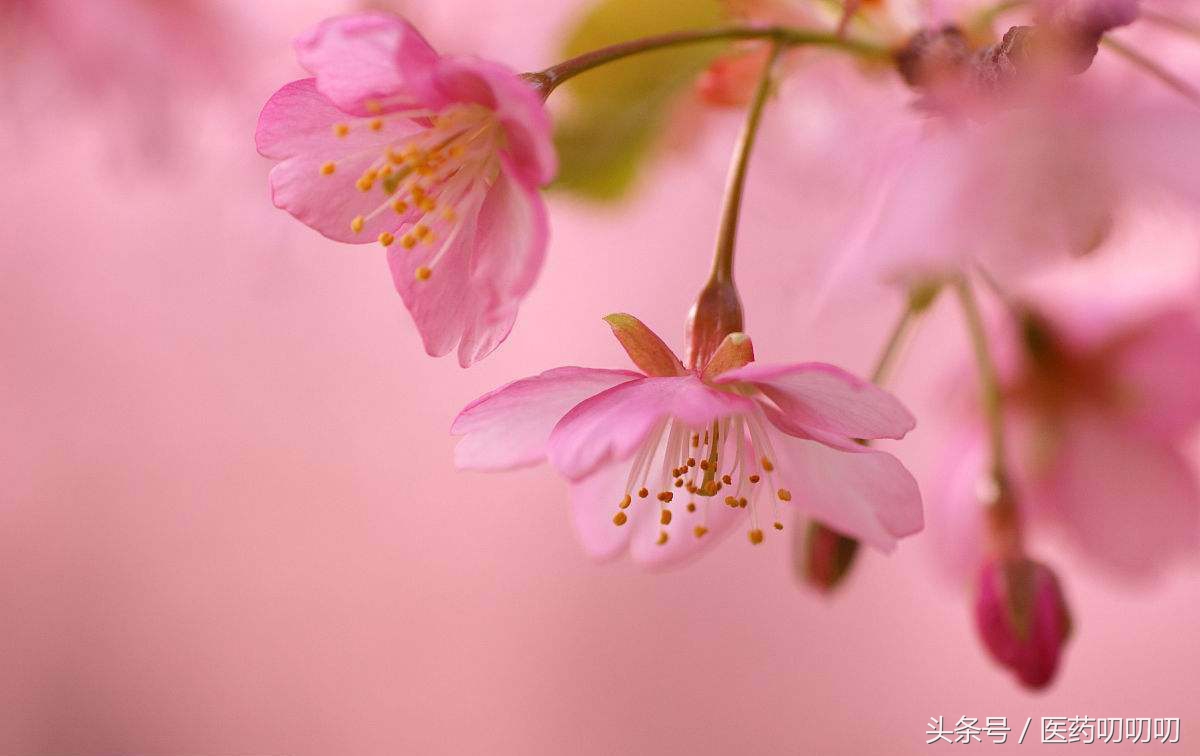 桃花茶的正确喝法（桃花茶不仅美容养颜还可以祛斑活血）