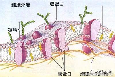 给宝宝吃“好油”，比你想象中还要重要的多！