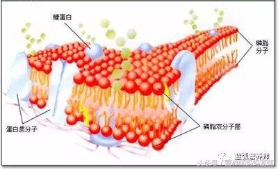 给宝宝吃“好油”，比你想象中还要重要的多！