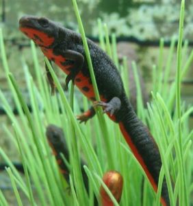 草木虫鱼丨“黄梅时节家家雨，青草池塘处处蛙。”