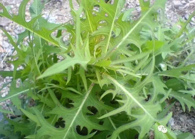 野生苦苣菜野苦荬菜图片