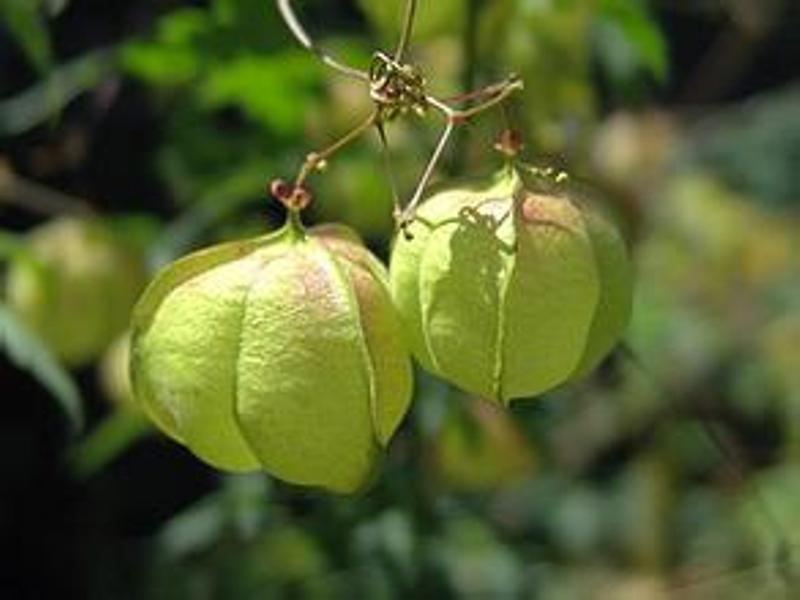 灯笼草的功效与作用 灯笼草中药别名 - 春风号