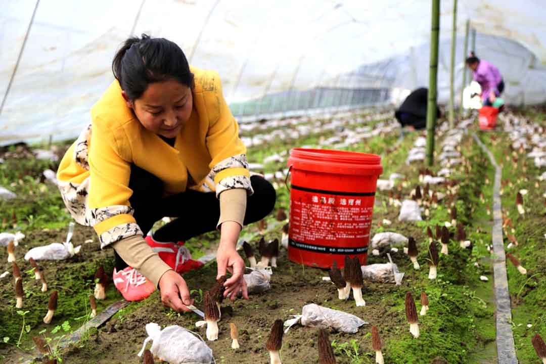 羊肚菌多少钱一斤（羊肚菌多少钱一斤干的）-第3张图片-巴山号