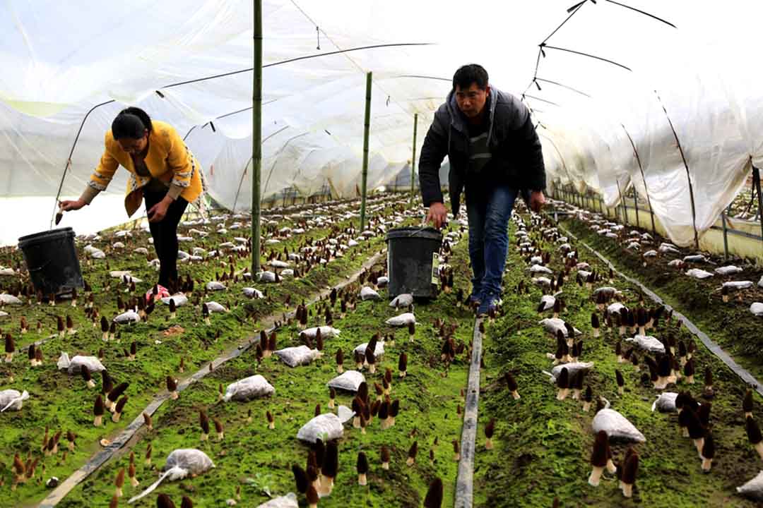 羊肚菌多少钱一斤（羊肚菌多少钱一斤干的）-第2张图片-巴山号