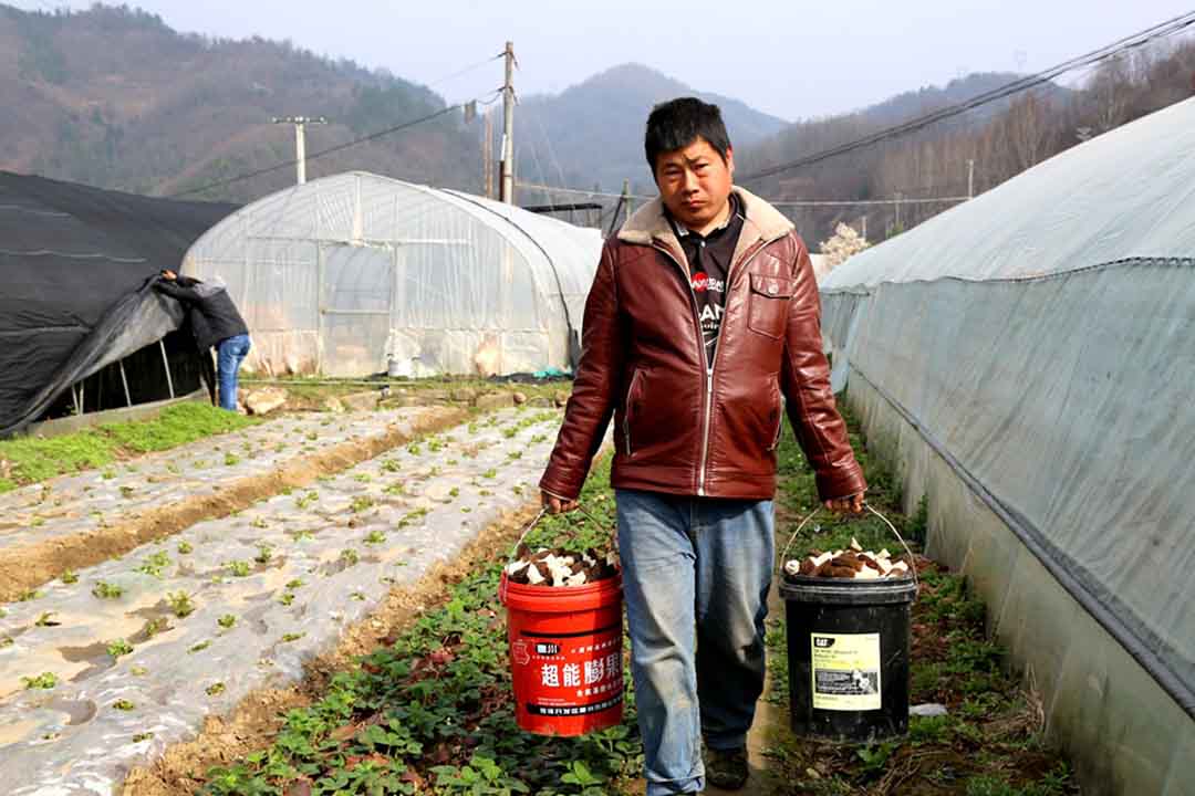 羊肚菌多少钱一斤（羊肚菌多少钱一斤干的）-第5张图片-巴山号