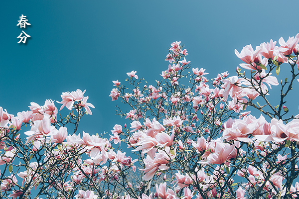 「我们的节气」春分：三分春色都予你