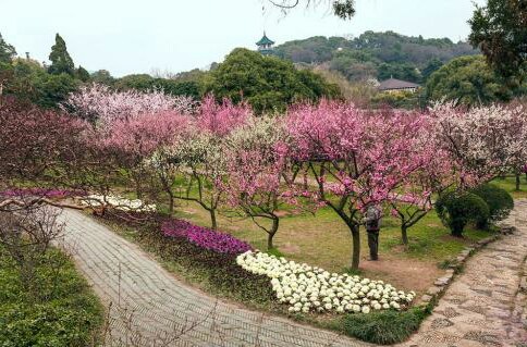 问世间情为何物，最销魂梅花三弄（无锡梅园）