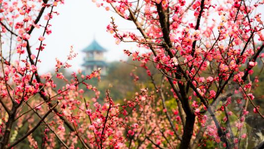 问世间情为何物，最销魂梅花三弄（无锡梅园）