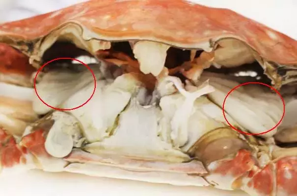 蒸煮各类海鲜开锅时间表｜常见的海鲜怎样烹饪