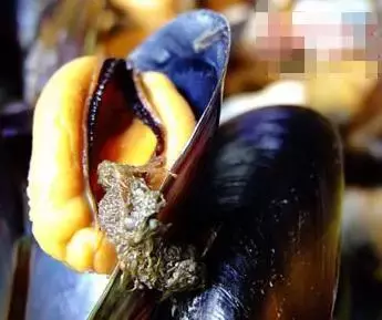 蒸煮各类海鲜开锅时间表｜常见的海鲜怎样烹饪