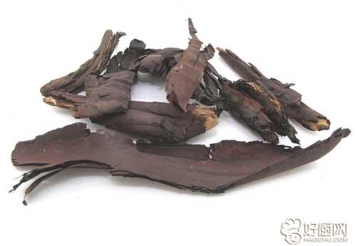 紫草的功效与作用用法用量_紫草功能与主治