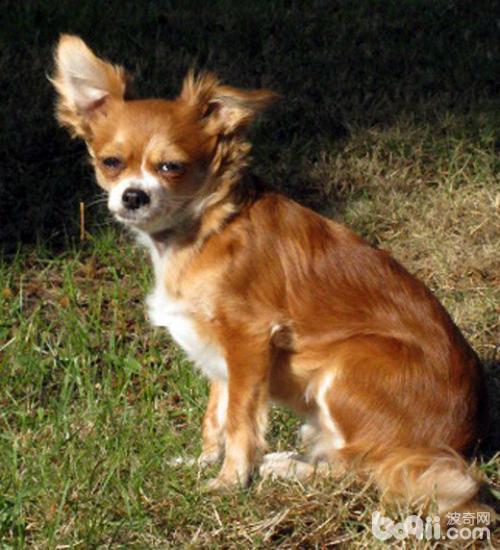 意大利狐狸犬(意大利狐狸犬有什么缺点)