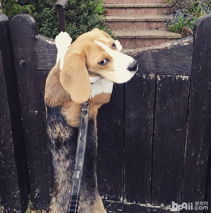 这只比格犬挂着死鱼眼鄙视苍生的样子，让我的灵魂都为之一振！