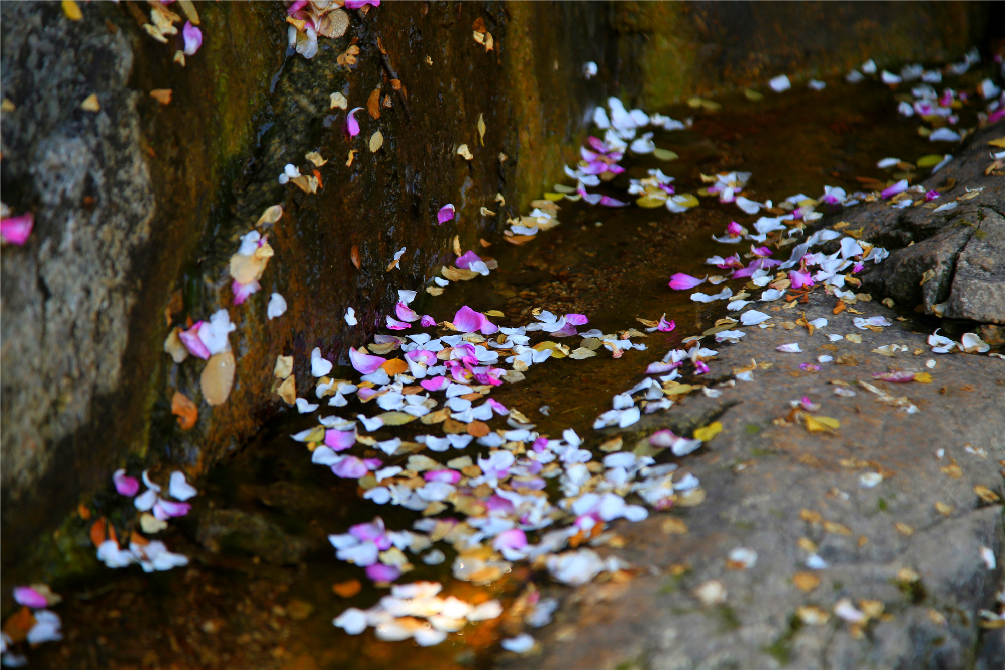 人间四月芳菲尽,九如蔷薇始盛开