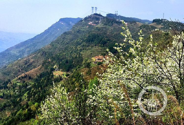 海拔1000米高山之巅邂逅“山寺桃花始盛开”的初春时节
