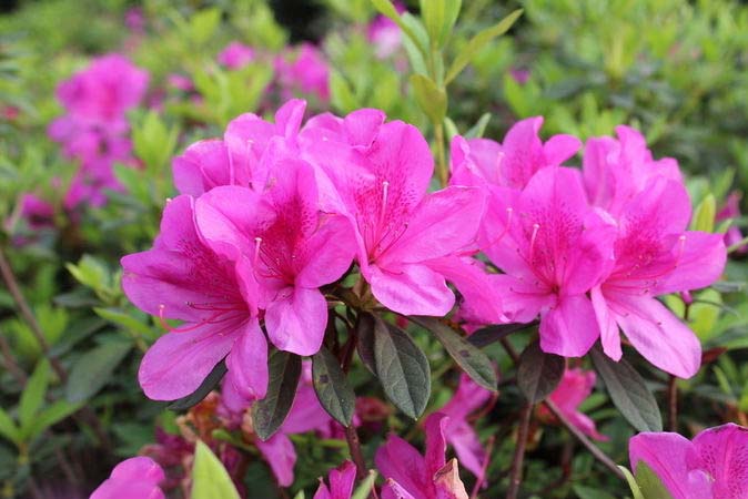 蜀国曾闻子规鸟,宣城还见杜鹃花