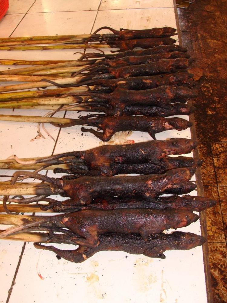 田鼠能吃吗会有病毒吗(农村小时候的荤菜稻烤田鼠)