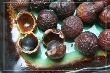 菩提的功效与作用(快速了解菩提的药用价值)