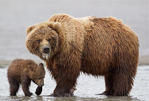 阿拉斯加的棕熊电影剧情「解说」
