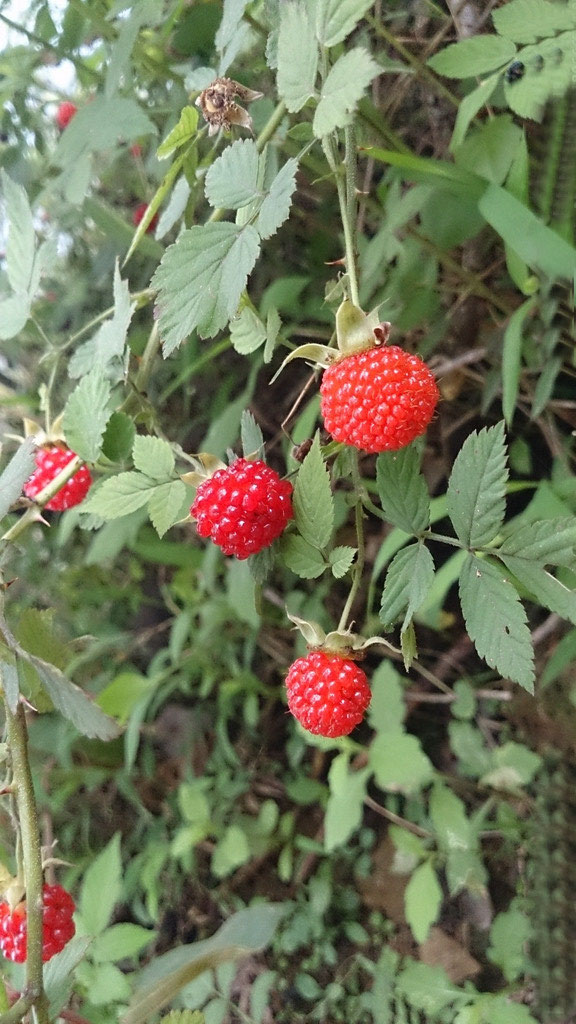 刺泡儿根的功效与作用-我的快乐小窝