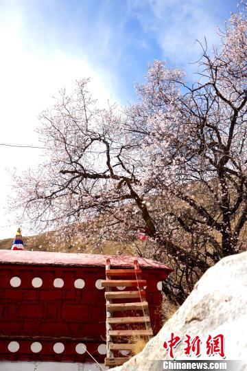 拉萨4月山寺桃花始盛开
