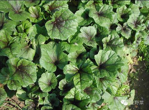 教你识野菜│"青青园中葵,朝露待日晞"之葵菜