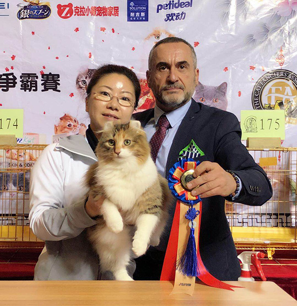 猫帮人获得世界杯冠军(胖萌英短正冲击世界名猫冠军：两岁，蓝白色，已参赛40多场)