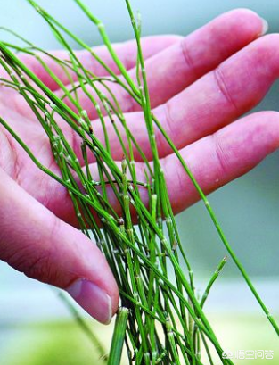 臭麻子的功效与作用(臭麻子花图片及功效)-我的快乐小窝