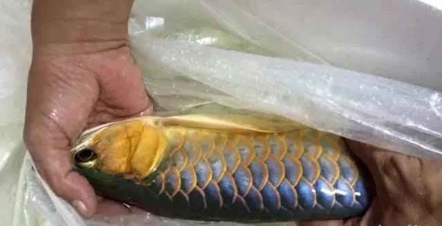 还是产地精品多，黄泥水中出好货