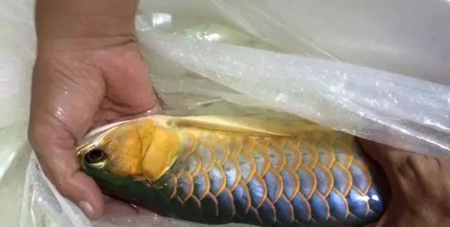 还是产地精品多，黄泥水中出好货