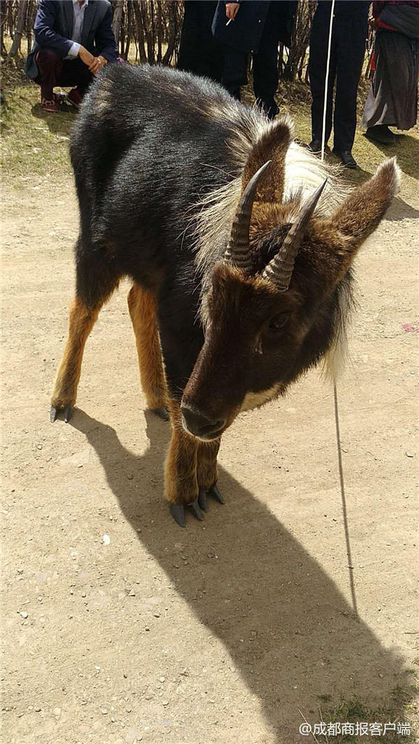 四不像是什么动物 今晚买四不像必中一图