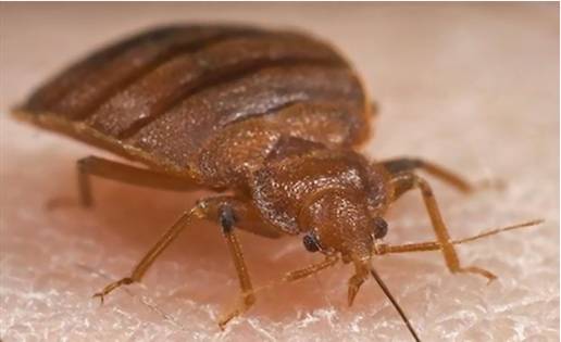 蛐螋虫咬人吗有毒吗(蛐螋会蜇人吗) - 风集网