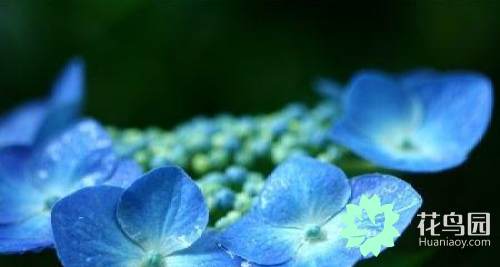 绣球花有毒吗（带你了解八仙花的花语及禁忌）