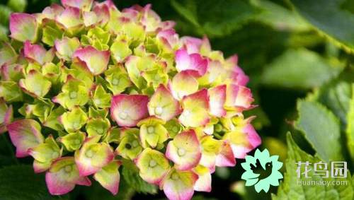 绣球花有毒吗（带你了解八仙花的花语及禁忌）