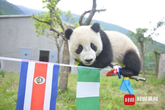 世界杯熊猫视频(敌我不分、球员逃跑 大熊猫“世界杯”关键词只有“萌”)