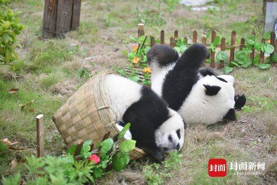 世界杯熊猫视频(敌我不分、球员逃跑 大熊猫“世界杯”关键词只有“萌”)