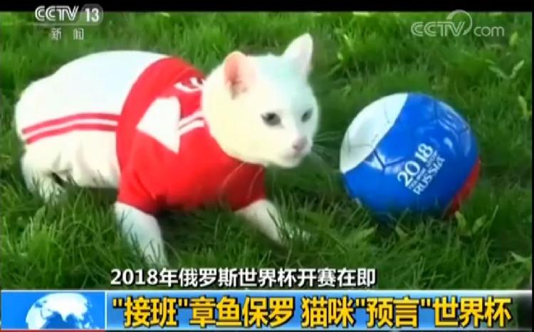 世界杯猫阿喀琉斯(“阿喀琉斯”白猫接替章鱼保罗“预言”世界杯 已猜中两场俄罗斯比赛)