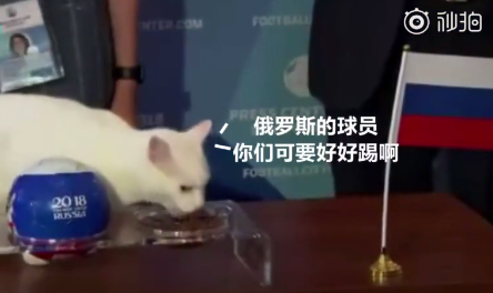 世界杯猫阿喀琉斯(“阿喀琉斯”白猫接替章鱼保罗“预言”世界杯 已猜中两场俄罗斯比赛)