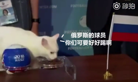 世界杯预言猫第二场(“阿喀琉斯”白猫接替章鱼保罗“预言”世界杯 已猜中两场俄罗斯比赛)