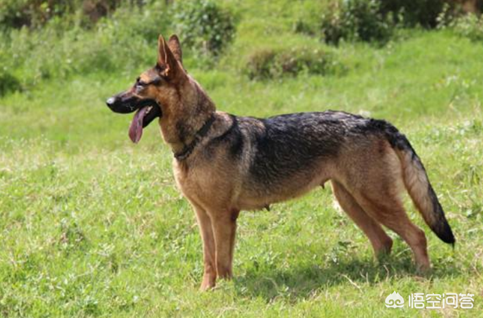 狼狗图片 品种(我国五大狼犬是哪五种)