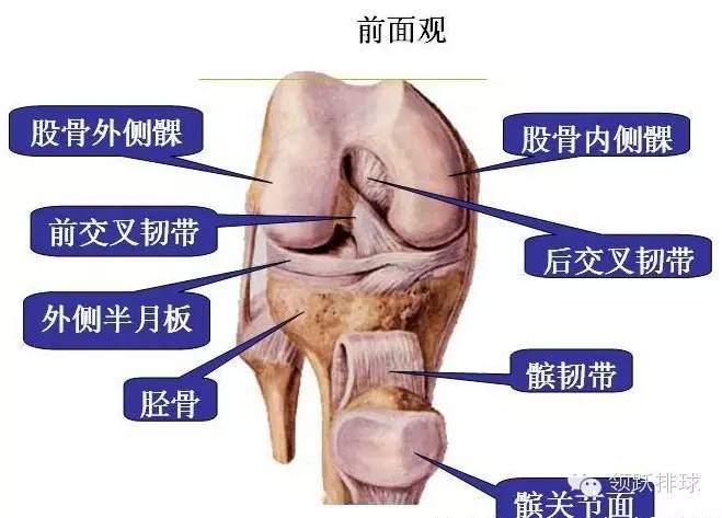 排球怎么打不疼(排球人，你必须知道如何保护膝盖！)