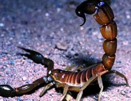 巴勒斯坦毒蝎图片（地球上毒性最强的蝎子）