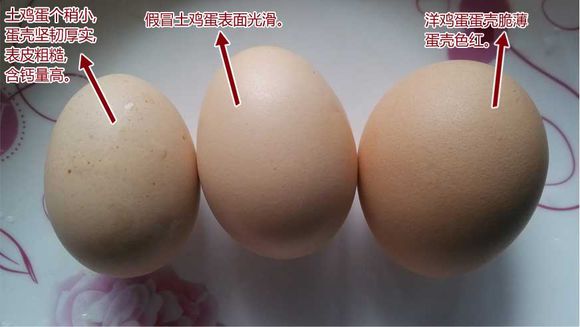 虫子鸡蛋和普通鸡蛋比较（详解2种鸡蛋的区别）