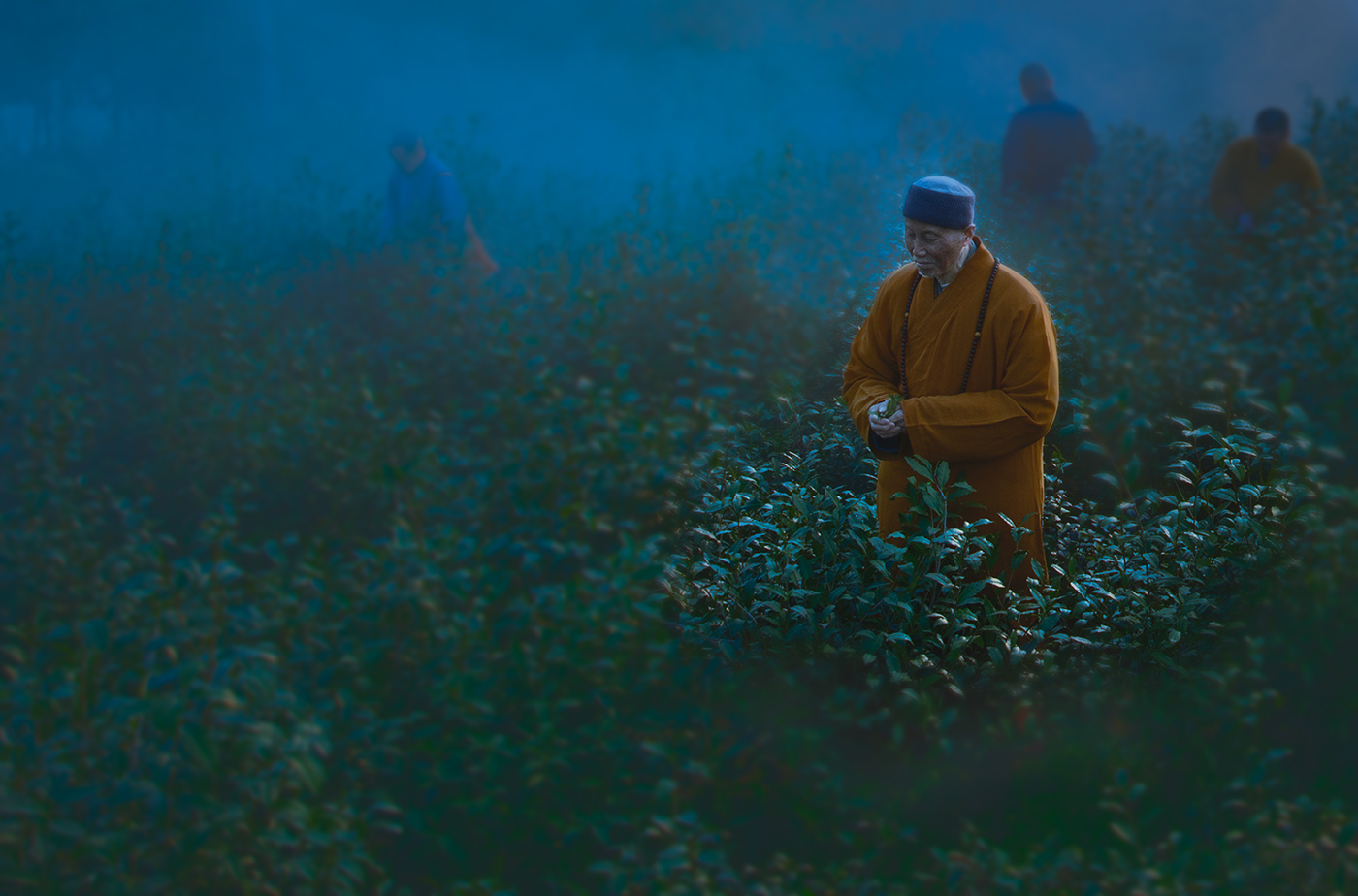 茶禅唯美句子_晶羽文学网