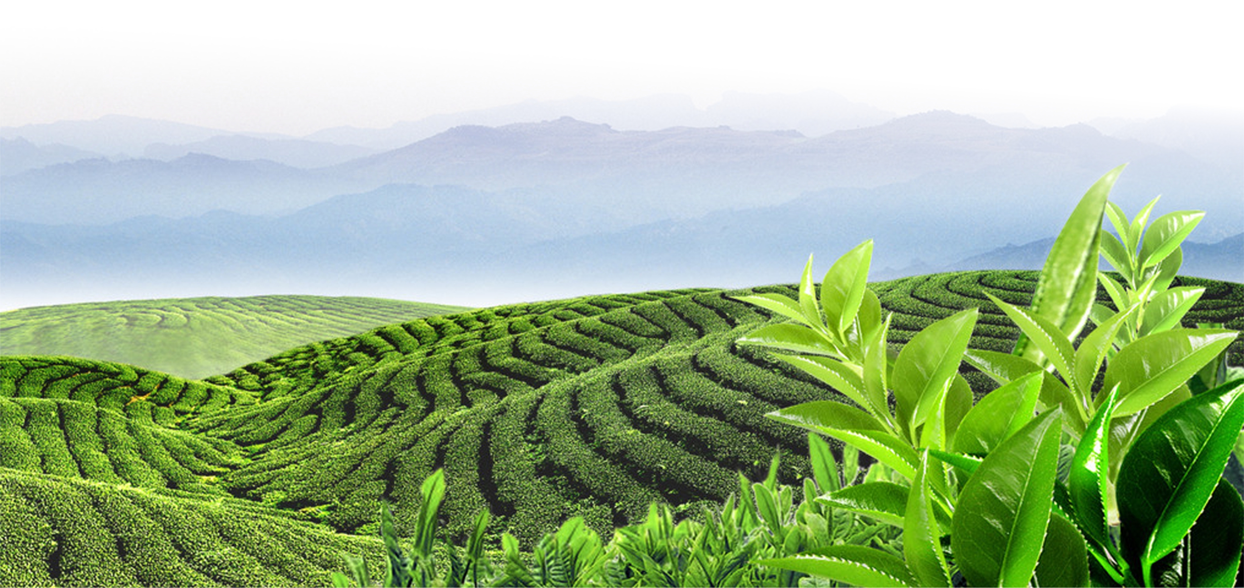 禅茶一味，茶禅人生