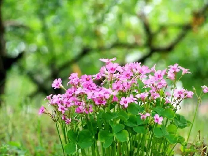 草本植物有哪些（详解30种最常见的美丽草本植物）